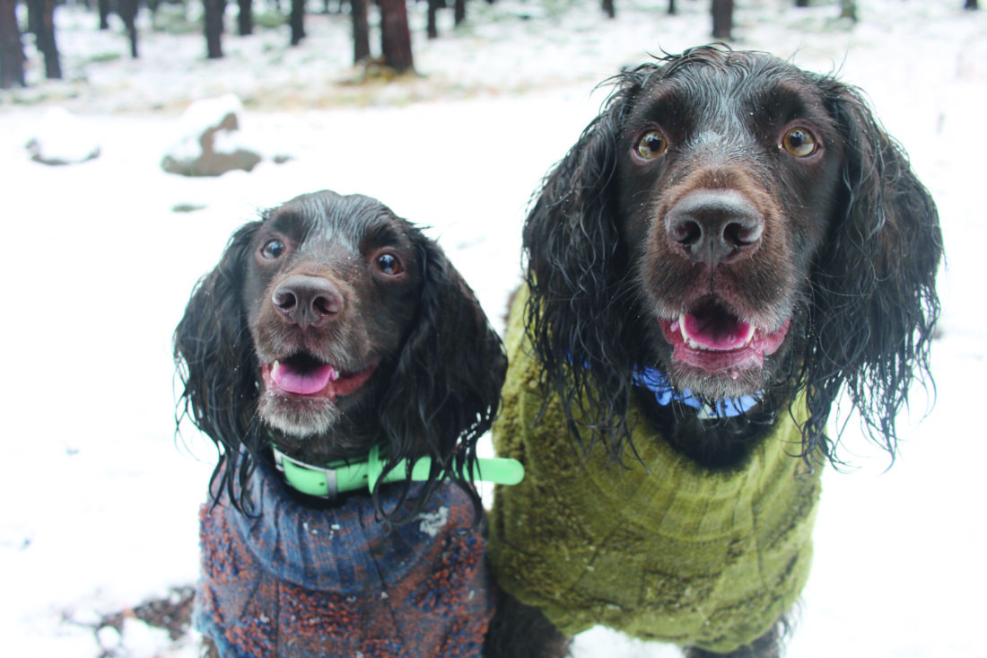 Don’t forget pets when preparing for winter’s cold; here’s what experts recommend